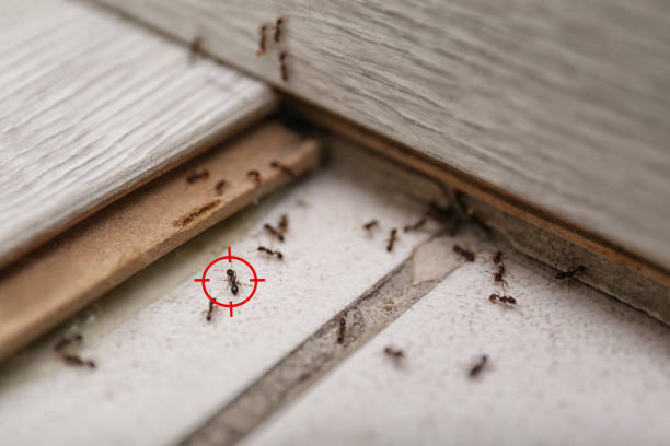 Best Ant Control Services  in Cairo, IL