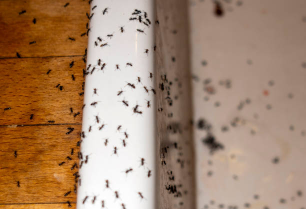 Best Pest Inspection Near Me  in Cairo, IL