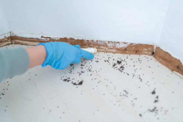 Best Best Pest Control Companies  in Cairo, IL
